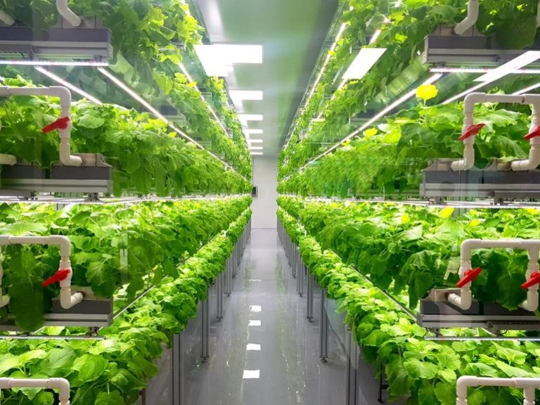 Upward Farms, Dünyanın En Büyük Dikey Tarım Tesisini Kuruyor Upward Farms’ın Pennsylvania'da kurduğu dünyanın en büyük dikey tarım tesisi.