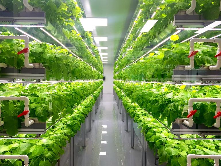 Upward Farms’ın Pennsylvania'da kurduğu dünyanın en büyük dikey tarım tesisi.